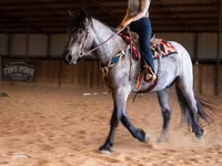Kůň, Percheron — foto 8