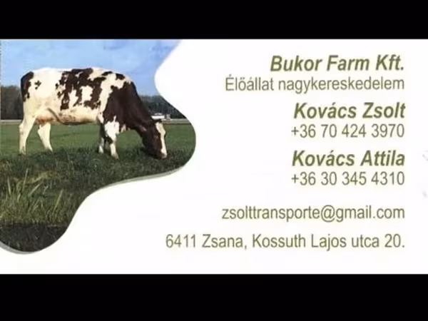 Үнээ, Charolais cattle