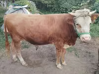 Boğa, Swiss cattle — foto 2