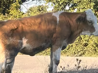 Kuh, Simmental cattle — Foto 6