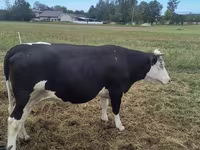 Ko, Holstein-race — foto 7
