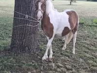 ፈረሶች (ቡድን፣ ጾታ አልተጠቀሰም), Horses — ፎቶ 6