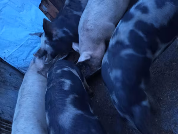 Babi hutan, Дюрок