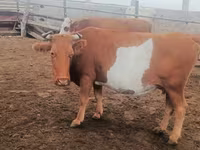 گاو ماده, Simmental cattle — عکس 3