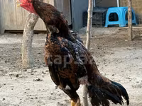 Chickens — Foto 1