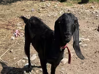 Буз, Kamori goats — акс 4