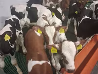 Dibi, Russian Black pied cattle — sawirka 5