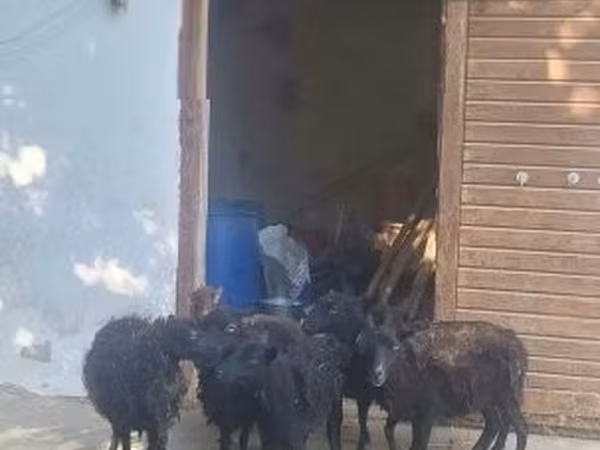 Sheep, Ouessant sheep — Hungary