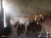 قوچ, Rhon sheep — عکس 2