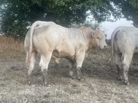 ወንድ በሬ, Charolais cattle — ፎቶ 1