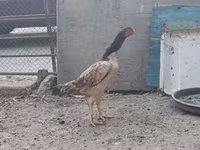 Chickens — عکس 4