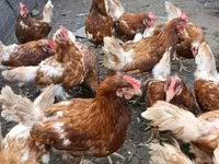 Chickens — fotografija 3