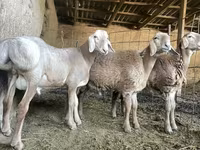 公羊, Sheep — 照片 3