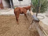 اسب نر, اسب — عکس 2