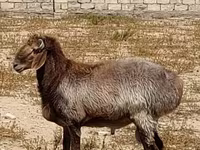 Baran, Arashan sheep — zdjęcie 1