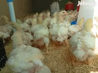 Chickens — الصورة 2
