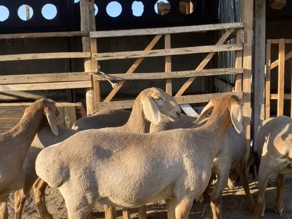 میش, Arashan sheep