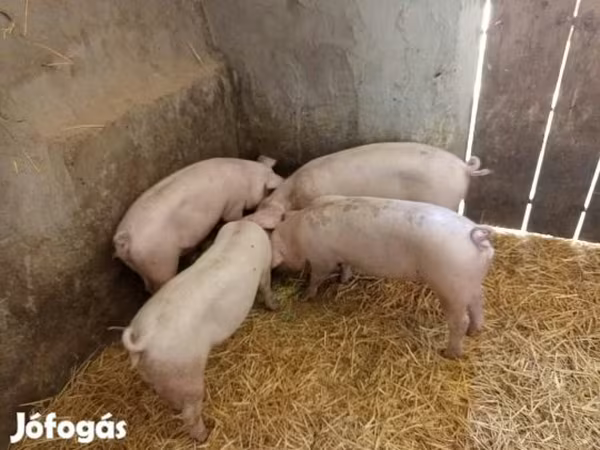 Prasnice, Prasata