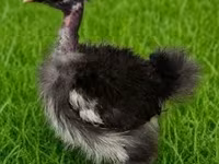 Silkie — foto 2