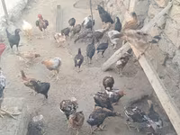Chickens — عکس 2