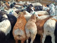 मेढ़ा, Kuibyshev sheep — फ़ोटो 5