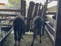 Boğa, Alatau ırkı — foto 1