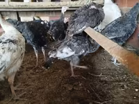 Turkeys — 사진 3