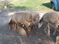 قوچ, Hissar sheep — عکس 2