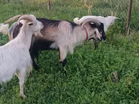Kambing betina, Goats — foto 7
