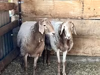 Κριός, Edilbay sheep — φωτογραφία 5
