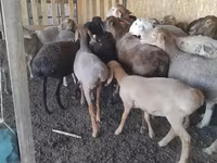 میش, Arashan sheep — عکس 4