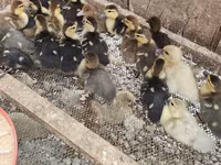 Ducks — รูปภาพ 2
