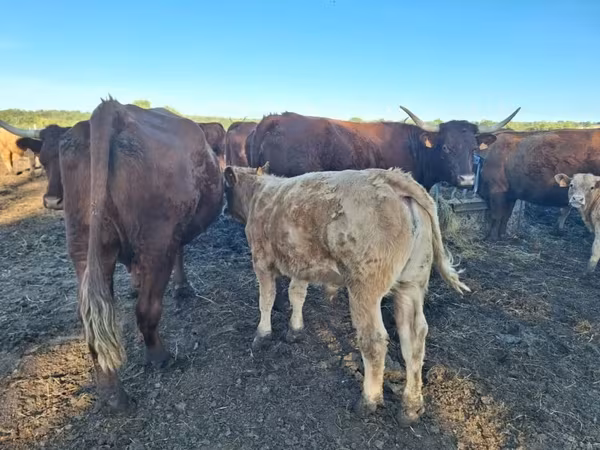 Cow, Salers cattle