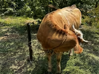 Lembu betina, Cattle — foto 1