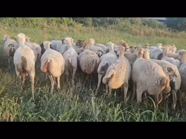 میش, گوسفند