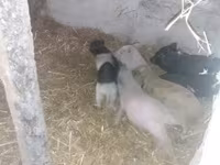 หมูป่าตัวผู้, Вьетнамская вислобрюхая — รูปภาพ 2