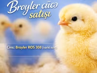 Ross 308 — zdjęcie 1