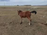 ሴት ፈረስ, Horses — ፎቶ 4