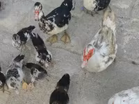 domaća muskovska patka — fotografija 7