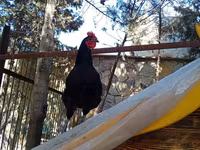Chickens — புகைப்படம் 3