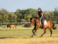 Koń, Hungarian horse breed — zdjęcie 1