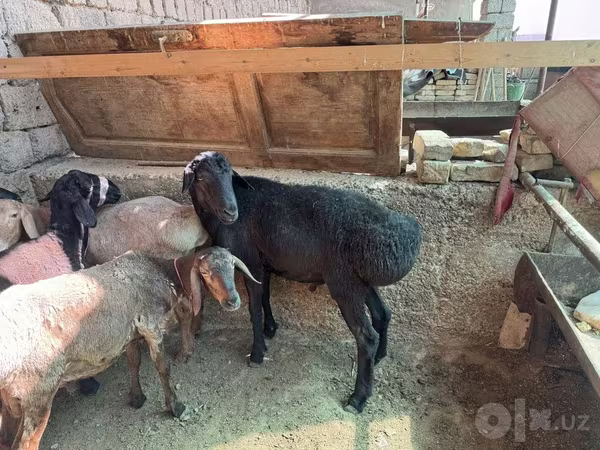 قوچ, Rhon sheep