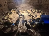 Ducks — zdjęcie 3