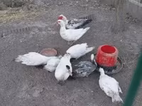 Ducks — լուսանկար 1