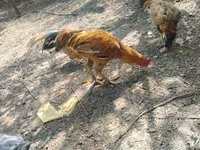 Chickens — 照片 4