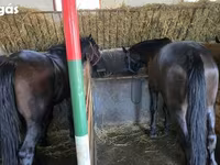 수말, Nonius horse — 사진 3