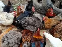 Chickens — foto 4
