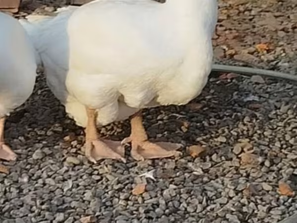 Geese