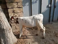 Sapi, Simmental cattle — foto 5