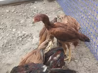 Chickens — عکس 2